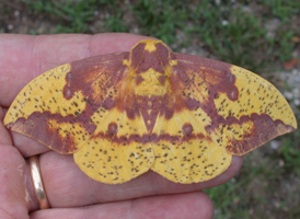 Imperial Moth